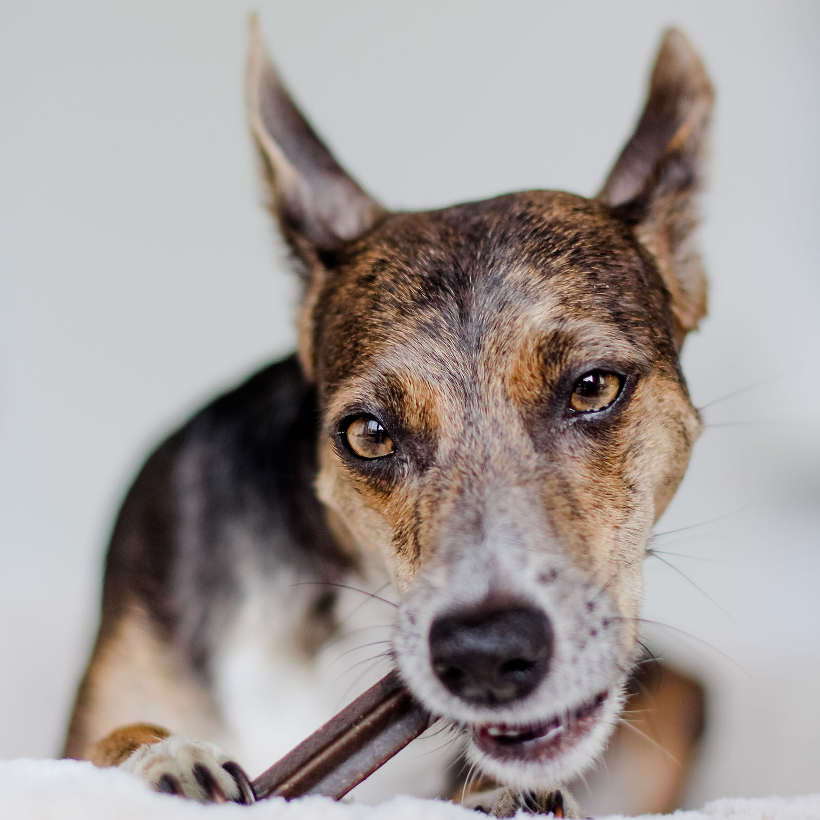 Bastoncini dentali - pulizia dei denti per cani - integratori naturali per cani